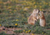 The Plight of Nebraska’s Black-tailed Prairie Dogs