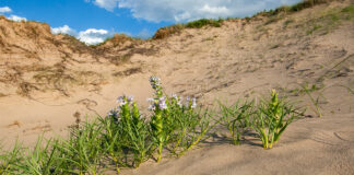Penstemon haydenii © Nebraska Parks Service