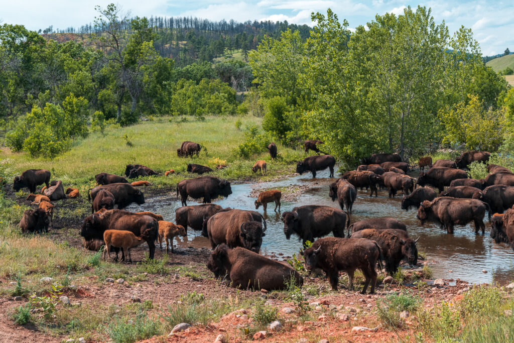 Custer State Park Bison © Hawk Buckman