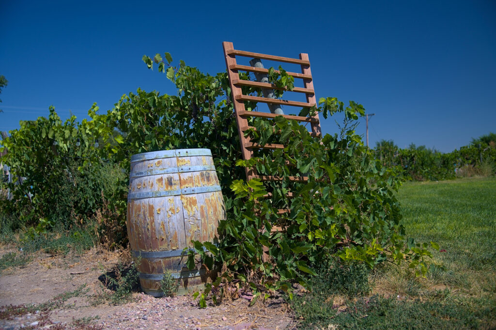 Table Mountain Vineyards. © Hawk Buckman