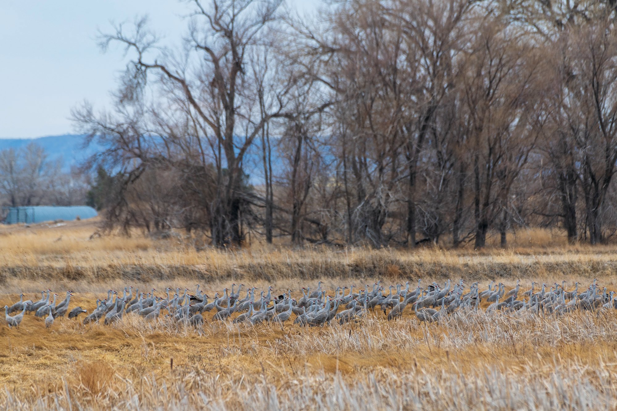 Sandhill cranes gathering near a farm in western Nebraska. © Hawk Buckman