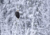 Where the Ice Ends: Bald Eagles on Nebraska’s Rivers