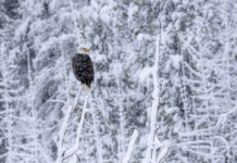 Where the Ice Ends: Bald Eagles on Nebraska’s Rivers
